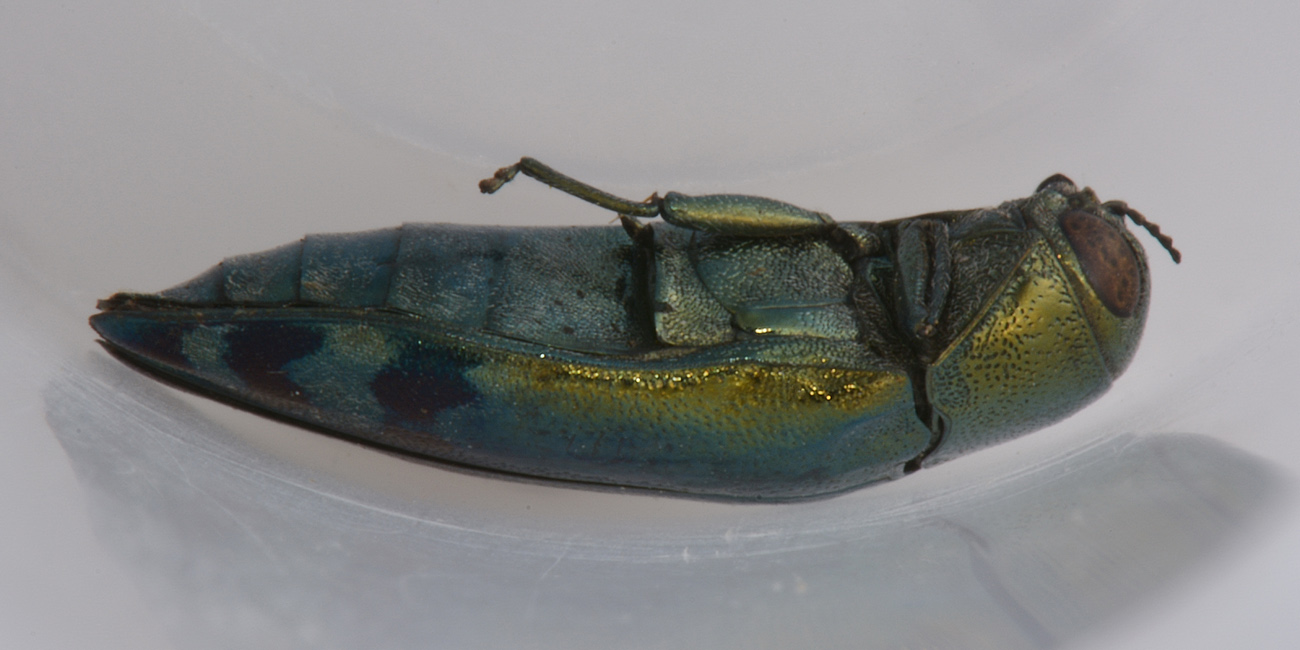 Buprestidae: Coraebus fasciatus